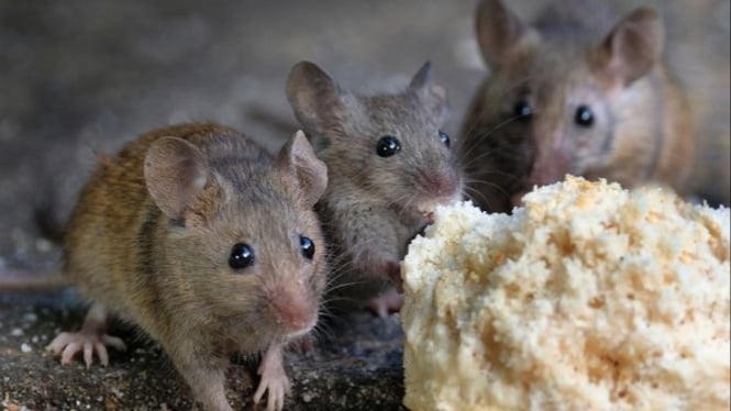 Rombongan Tikus
