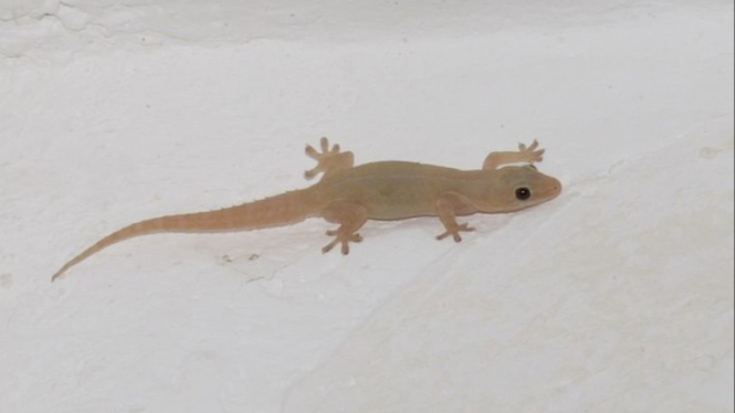 Cicak (gambar ilustrasi)