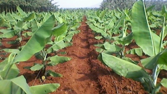 Rumput di kebun pisang