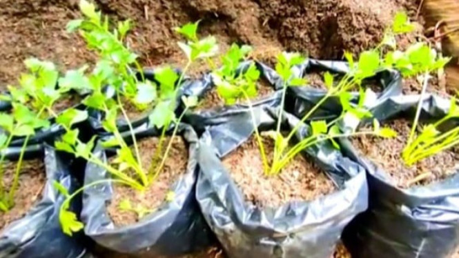 Cara perbanyakan pohon seledri dari anakan.