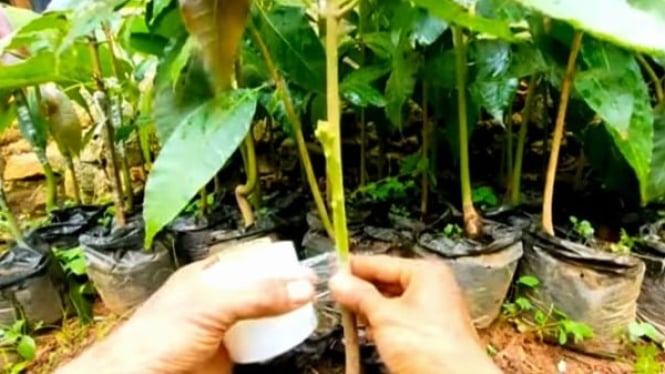 Teknik sambung samping pada bibit mangga.