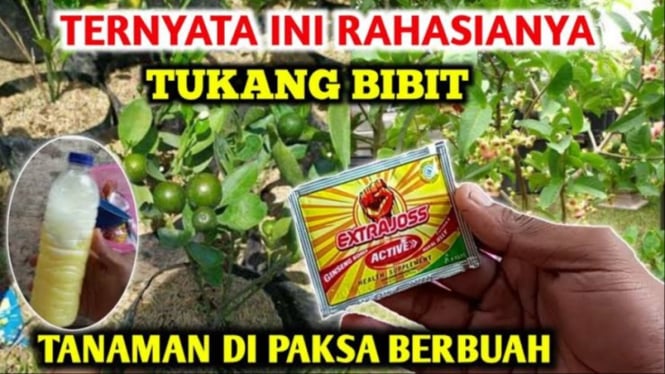Racikan Pupuk Perangsang Buah