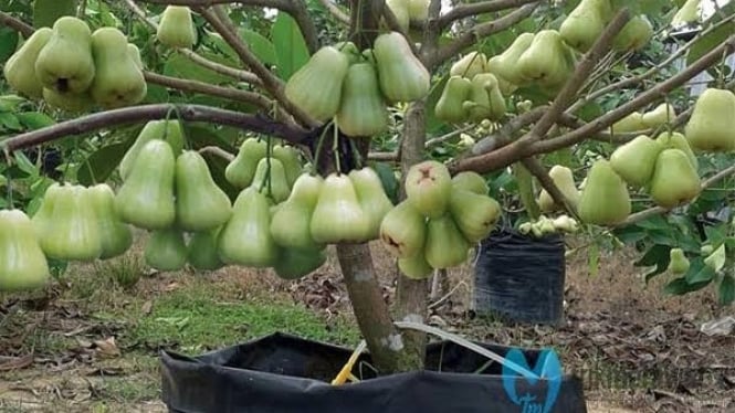 Tanaman Jambu Air Berbuah Lebat