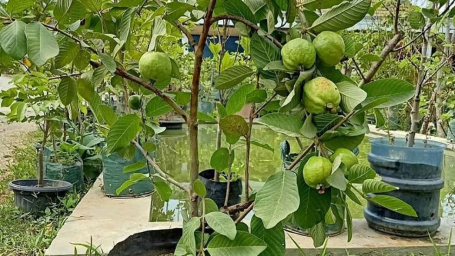 Jambu kristal