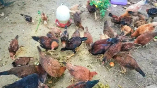 Pakan ayam