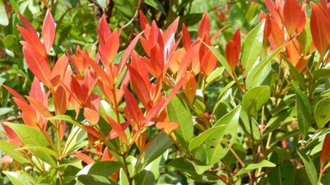 Tanaman Hias Pucuk Merah
