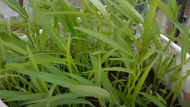 Pupuk kompos untuk kangkung dan sayur lainnya