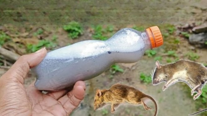 Rahasia Ramuan Ampuh Usir Tikus