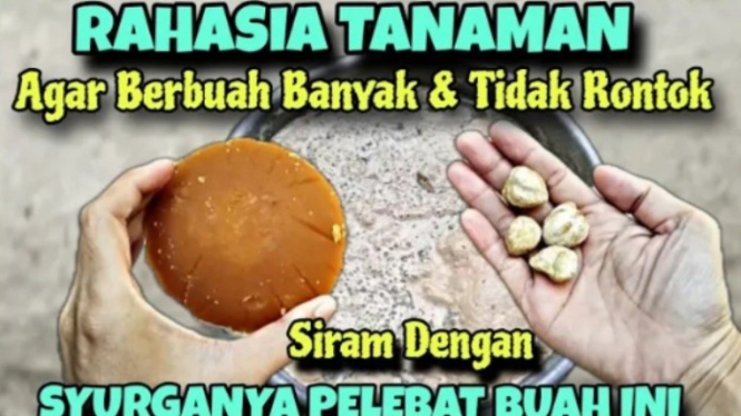 Pupuk alami pelebat buah anti rontok