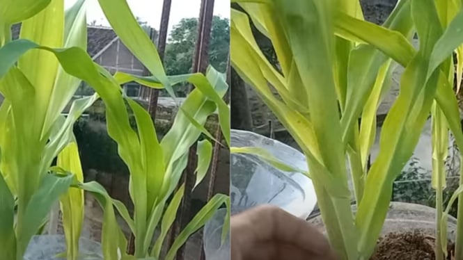 Tutorial Media Tanam Jagung