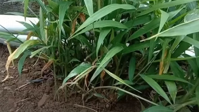 Menanam Jahe dan Kunyit