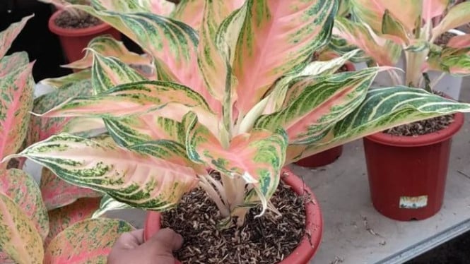 Tanaman Hias Aglaonema