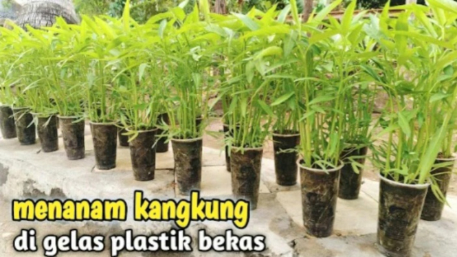 Kangkung di gelas plastik bekas