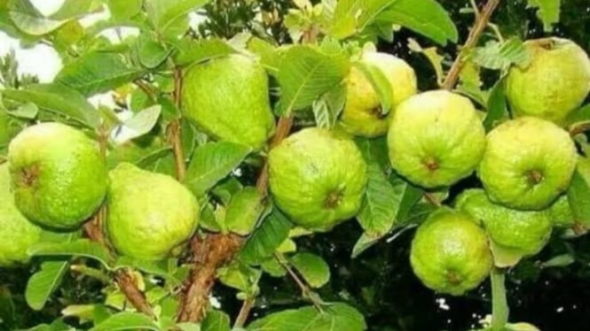 Buah Jambu Biji