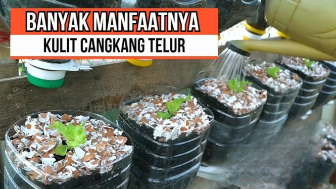 Manfaat Cangkang Telur Tanaman