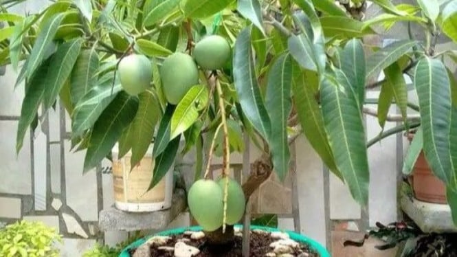 Tips Menanam Pohon Mangga di Pot.