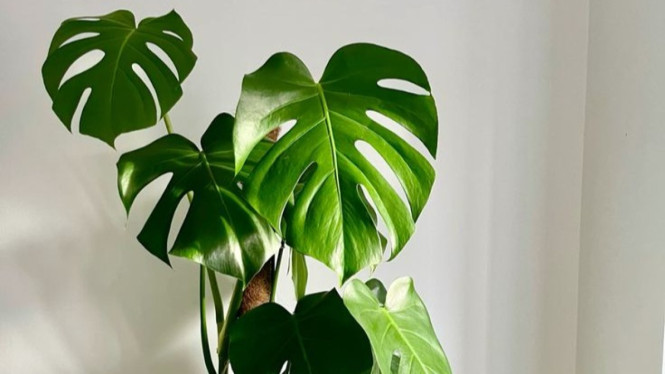 Monstera Deliciosa King