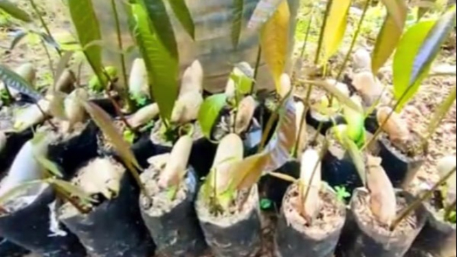 Cara menanam mangga dari biji.