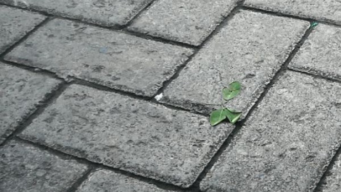 Cara agar paving blok tidak ditumbuhi rumput