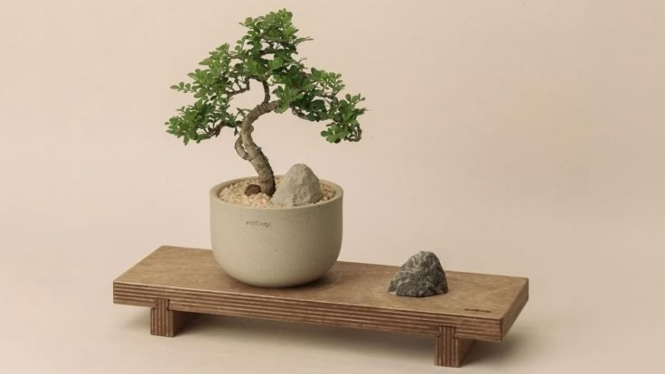 Tanaman Hias Bonsai