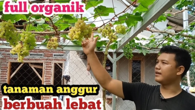 Cara menanam anggur berbuah lebat