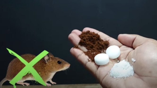 Tips Usir Tikus Alami