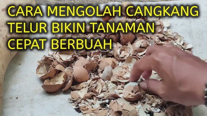 Cara mengolah cangkang telur