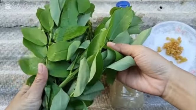 Pupuk cair organik dari daun gamal