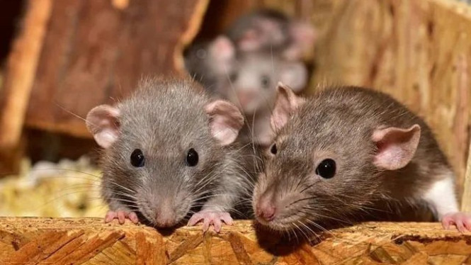 Cara Usir Pasukan Tikus