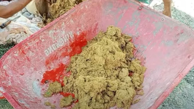 Bukan Limbah Biasa! Ini Manfaat Mengejutkan dari Rumen Sapi untuk Pupuk ...
