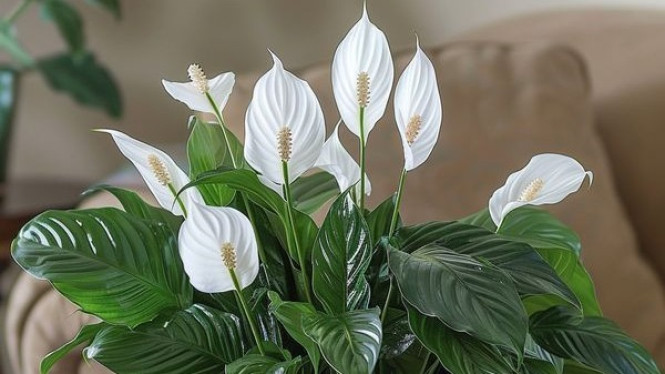 Tanaman Hias Peace Lily