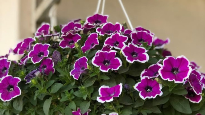 Tanaman Hias Petunia