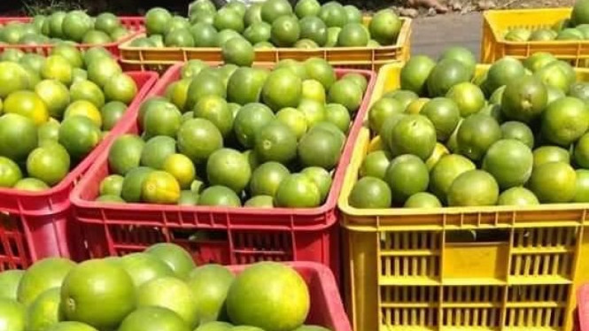 Jeruk di pasar