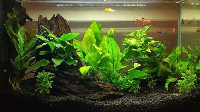 Tanaman Hias Aquarium (Aquascape)