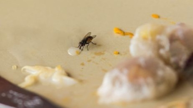 Usir Lalat di Meja Makan (Ilustrasi)