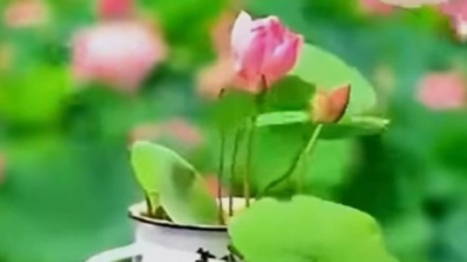 Tanaman Bunga Lotus di Cangkir