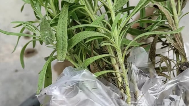 Tanaman Hias Lavender Beli Online