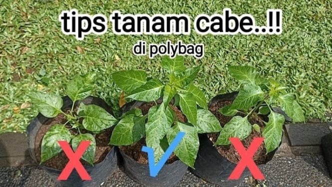 Menanam cabai di polybag