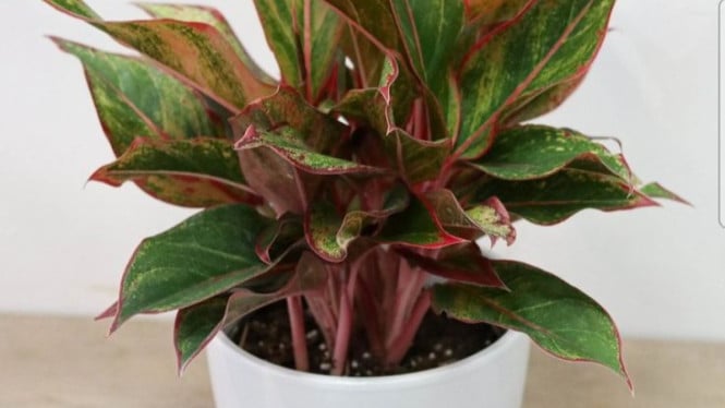 Daun Aglaonema Rimbun