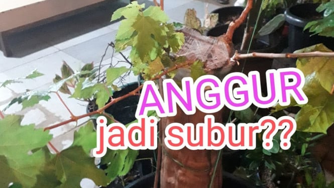 Anggur Layu Terus Menerus, Ternyata Media Tanam Ini Jadi Biang Keladinya!