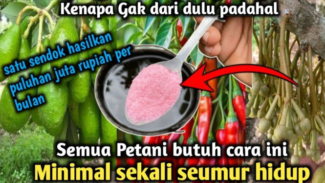 Pupuk ampuh untuk tanaman