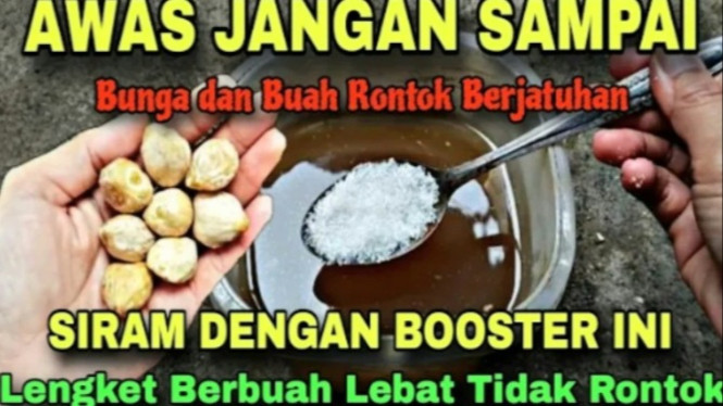 Bahan agar buah tanaman tidak rontok