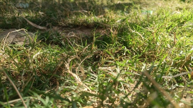 Rumput Liar