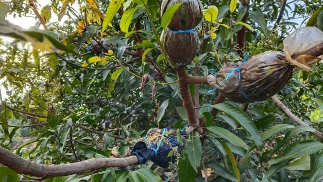 Cara mencangkok mangga