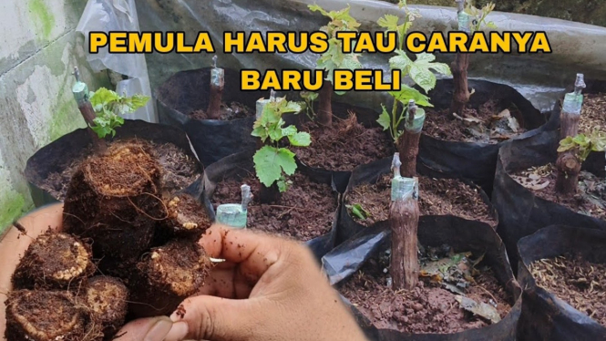 Cara stek batang anggur