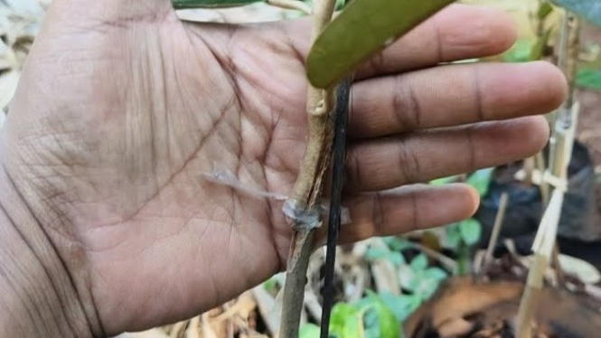 Cara memperbanyak bibit durian