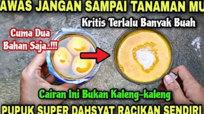 Pupuk POC dari telur