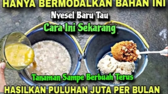 POC dari sisa nasi