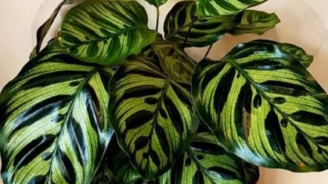 Tanaman Hias Calathea