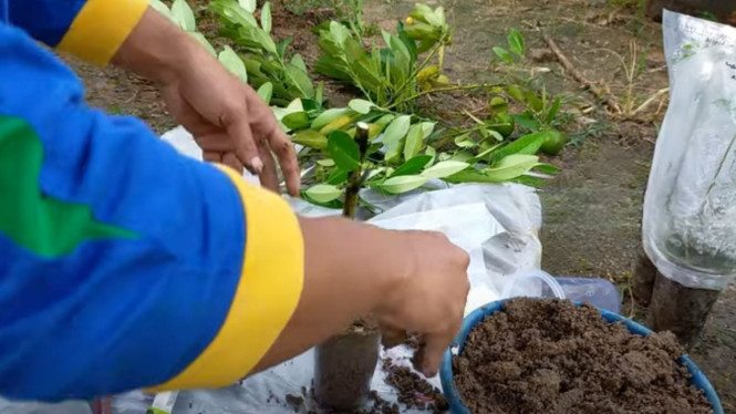 Tutorial Stek Jeruk Nipis